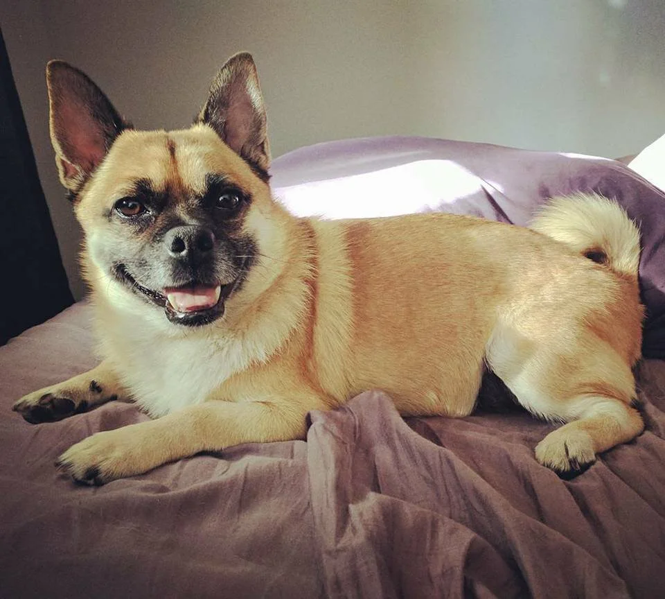 Australian shepherd and pug hot sale mix